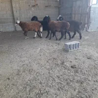 بره نر و ماده