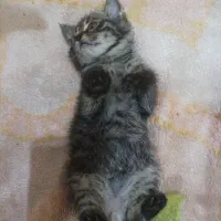 واگذار گربه