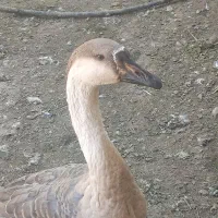 قو غاز های جوان و درشت