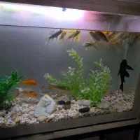 آکواریوم کامل با ماهی کوی سوپر باله