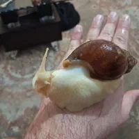 حلزون اچا|خزنده|تهران, جوادیه تهرانپارس|دیوار