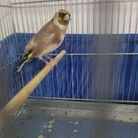 سهره قیافه دار مستی بگیر