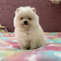 پامرانین عروسکی فقط ۱۲|سگ|کرج, گوهردشت|دیوار