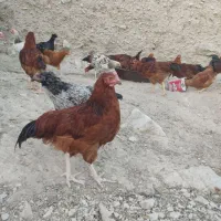 فروش مرغ و خروس سالم