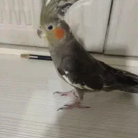 عروس هلندی سالم