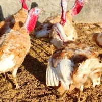 بوقلمون بوربون