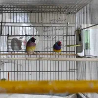 اگهی گلدینِ