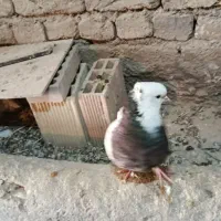 طوقی نر بسیار درشت|پرنده|داران, |دیوار