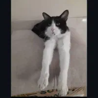 گربه گم شده پارک لاله   گربه سیاه و سفید|حیوانات|تهران, بلوار کشاورز|دیوار