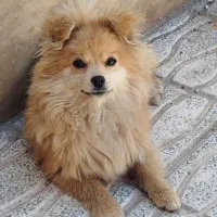 پامر خرسی بازی‌گوش