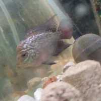 6 عدد جوجه فلاور کامفا بیگ هد|ماهی|ری, جوانمرد قصاب|دیوار