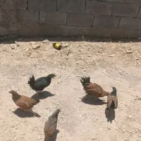 مرغ و خروس محلی