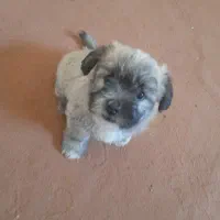 توله تریر فلت|سگ|اصفهان, عمان سامانی|دیوار