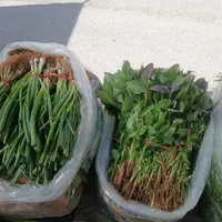 سبزی|خوردنی و آشامیدنی|اصفهان, خانه اصفهان|دیوار