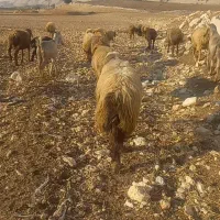 قوچ بختیاری کری لنگ دوقلو|حیوانات مزرعه|دهدشت, |دیوار