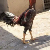 خروس لاری