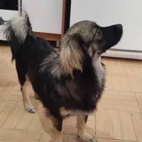 واگذاری سگ|سگ|شاهین‌شهر, خانه کارگر|دیوار