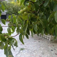 فروش فوری باغ ویلای سندار در اسکو درکوی آرام|فروش خانه و ویلا|اسکو, |دیوار