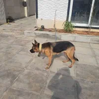 سگ ژرمن شیپر پلیس|سگ|شیراز, قلات|دیوار