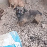 سگ پاپی|سگ|خمینی‌شهر, |دیوار