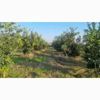 فروش باغ پرتقال در منطقه بهنمیر