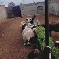 میش زاییده و آبستن دشتی|حیوانات مزرعه|گناباد, |دیوار