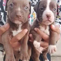 پیت بول مشکی شناسنامه دار نگهبان سفت سفت|سگ|کاشان, راوند|دیوار