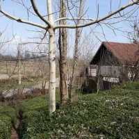 زمین با جواز ساخت با چشم انداز تالاب و باغات چای|فروش زمین و ملک کلنگی|آستانه اشرفیه, |دیوار