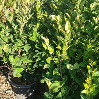 درختچه یاس هلندی|خدمات باغبانی و درختکاری|فلاورجان, |دیوار