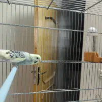 مرغ عشق همراه قفس|پرنده|لنجان, |دیوار