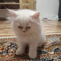 واگذاری گربه