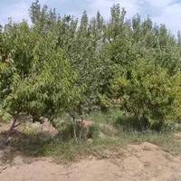 باغ هزار متر دارای سهمیه آب لوله کشی شده داخل باغ|فروش زمین و ملک کلنگی|رباط‌کریم, رباط‌کریم|دیوار