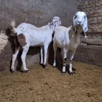 بز پاکستانی|حیوانات مزرعه|سردرود, |دیوار