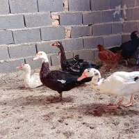 پنج تا اردک خارجی معاوضه هم دارم