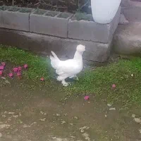 جوجه پاپر محلی