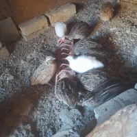 ۱۱ عدد بلدرچین تخم گذار