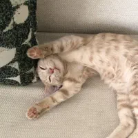 گربه خوش رنگ