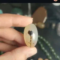 شجر قائن
