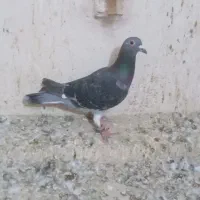 صید کفتر کبوتر المانی زدخردی دورگ