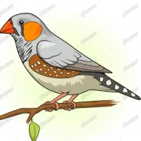 فنچ داری برا معاوضه پیام بده