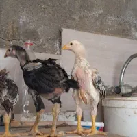 جوجه لاری کاشمر