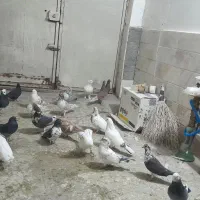 گمشده‌کبوتر