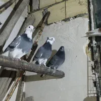 کفتر پرشی|پرنده|رباط‌کریم, نصیرشهر|دیوار