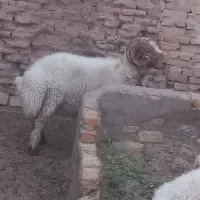 فروش قوچ