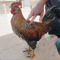 خروس ســالم و زیبا