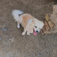 سگ پاکوتاه شناسنامه دار