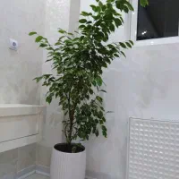 گل بنجامین بسیار زیبا|گل و گیاه طبیعی|بروجن, |دیوار