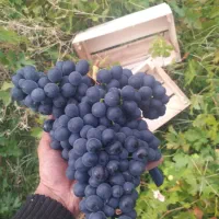 انگور سیاه دیم سردشت