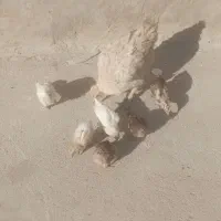 فروش مرغ دیلگونه با شش تا جوجه
