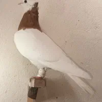 دو جفت طوقی هفت رنگ، نژاد اصیل و چشمگیر|پرنده|شیروان (خراسان), |دیوار